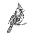 cardinal exotic bird sketch hand drawn vector image vector image