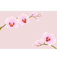 tender orchid vector image