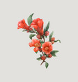 watercolor pomegranate flowers vector image vector image