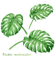 tropical leaves set vector image