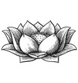 lotus flower vintage engraved vector image