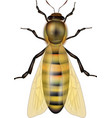 worker bee isolated on a white background western vector image