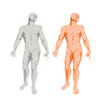 male human anatomy standing vector image