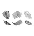 palm plant monstera flowering plants tropical vector image