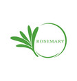 rosemary leaf logo template vector image