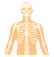 upper body structure human skeleton anatomy vector image vector image