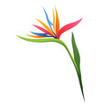 strelitzia flower bright tropical blossom vector image