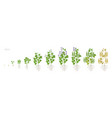 growth stages bean plant with roots vector image