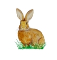 watercolor bunny on the meadow vector image
