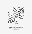sea buckthorn flat line icon medical herb sign vector image vector image