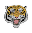 hand drawn head tiger vector image