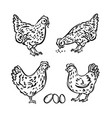 hen chick sketches and eggs monochrome vector image