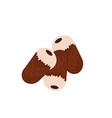 isolated nutmeg islamic vector image vector image