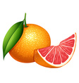 fresh grapefruit on white background vector image