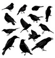set of different wild birds silhouette vector image vector image