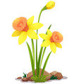 yellow daffodil flowers on white background vector image vector image