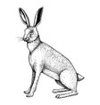 wild hare sitting forest animal with long ears vector image