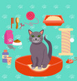 cat and different pet care vector image