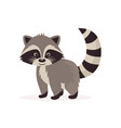 flat cute raccoon little icon vector image