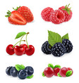 forest berry sweet fruit realistic 3d icon set vector image vector image