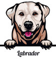labrador retriever - color peeking dogs breed vector image