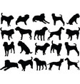 dog vector image vector image