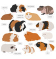 Guinea pig breeds icon set flat style isolated on Vector Image