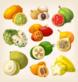 exotic tropical fruit vector image vector image