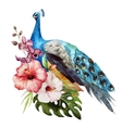 peacock vector image