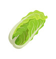 fresh chinese cabbage healthy food organic vector image