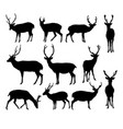 deer isolated on white background vector image vector image