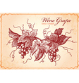 wine grape vector image vector image