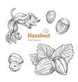hazelnuts hand-drawn vector image