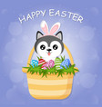 cute little dog husky with bunny ears is sitting vector image