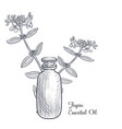 drawing thyme essential oil vector image