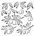 olive branches leaves and berries vector image