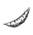 purple yam or winged water sketches vector image vector image