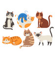 cute cats fluffy cat sitting kitten character vector image