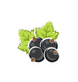 blackcurrant ripe berries isolated botanical fruit vector image