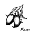 hand drawn mango branch with leafs sketch style vector image vector image