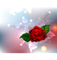 red rose vector image vector image