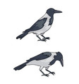 two grey crows vector image vector image
