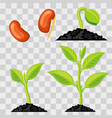 plant growth stages from seed to sprout vector image vector image