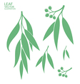 eucalyptus isolated leaves vector image vector image