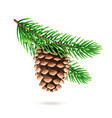 realistic pine cone at fir tree branch vector image