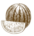 engraving watermelon and slice vector image vector image