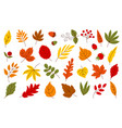 flat autumn leaves harvest seasonal leaf vector image vector image