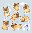 set of cute pug pupies for stickers pins vector image