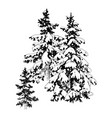 hand drawn winter fir trees vector image vector image