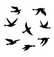 silhouette of a flock of birds vector image